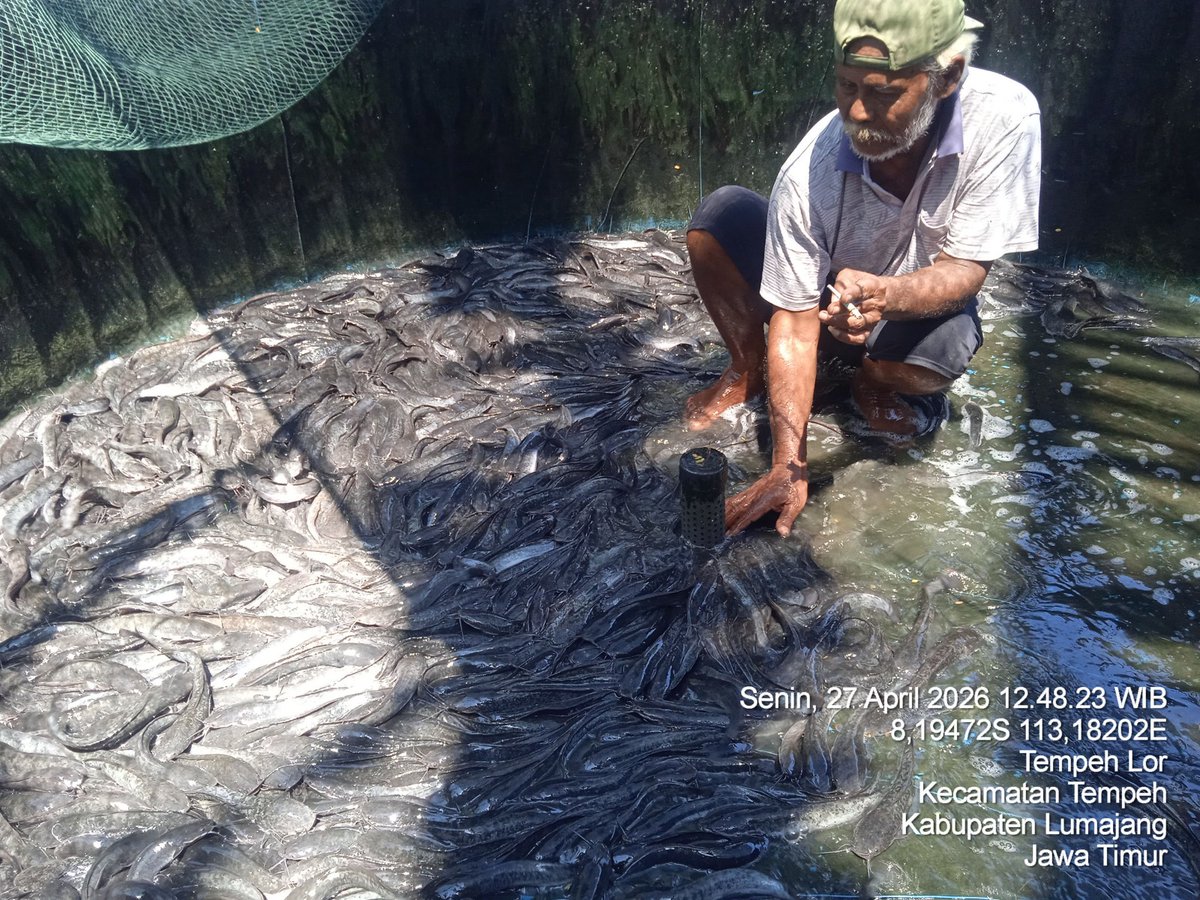 beksihandal's tweet photo. Senin, 27/04/2026. Andal Beksi Luhkan Lumajang, di Ds. Tempeh Lor mendampingi akses pasar pada kegiatan panen lele bagi Pokdakan Sumber Makmur https://t.co/bo9AiX5yoF