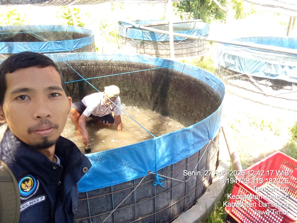 beksihandal's tweet photo. Senin, 27/04/2026. Andal Beksi Luhkan Lumajang, di Ds. Tempeh Lor mendampingi akses pasar pada kegiatan panen lele bagi Pokdakan Sumber Makmur https://t.co/bo9AiX5yoF