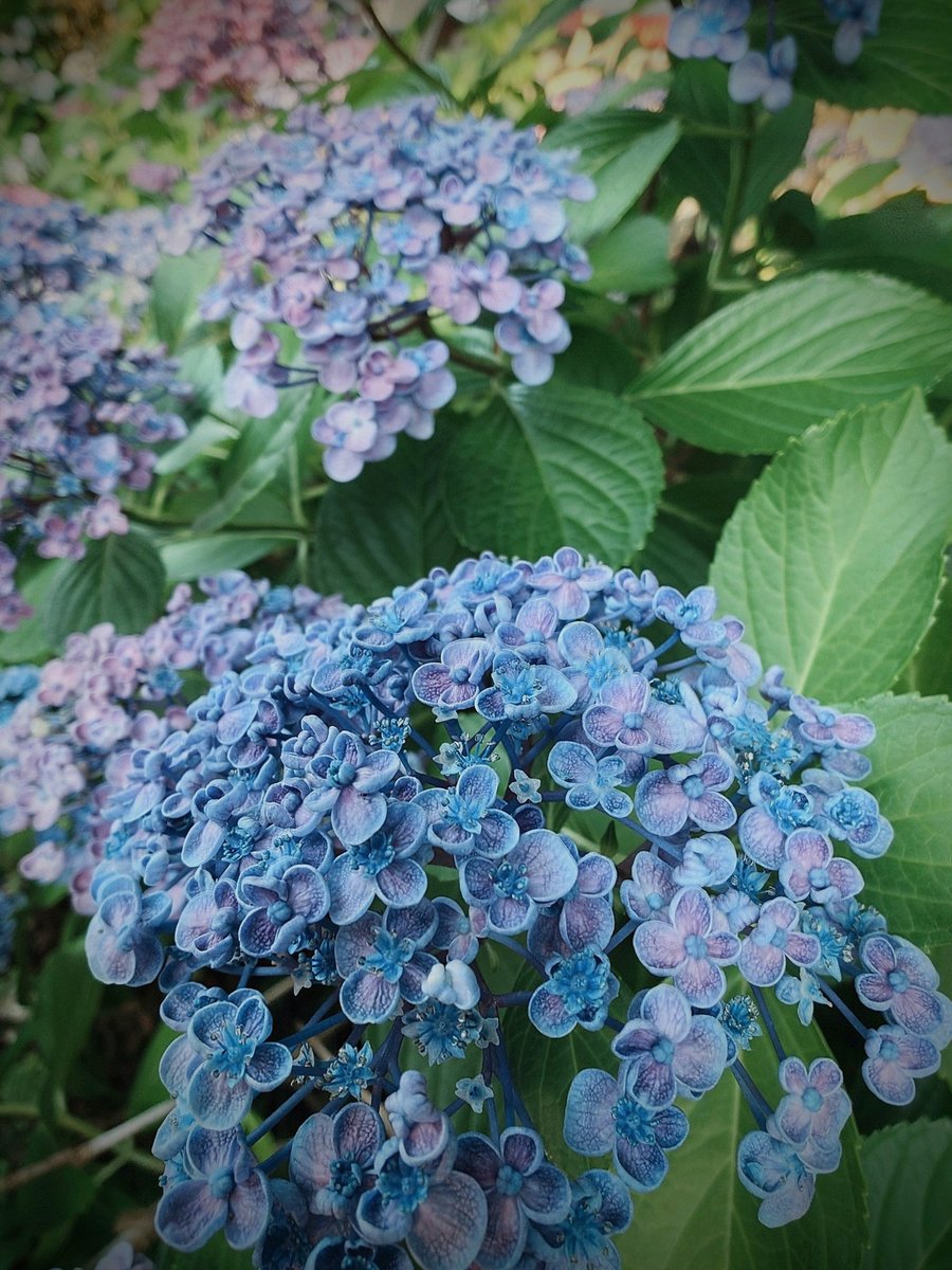 Waallke's tweet photo. ろくさんの勧めでぼっちざろっく！見始めました(ง ˙ω˙)ว https://t.co/5SY0wB18s7