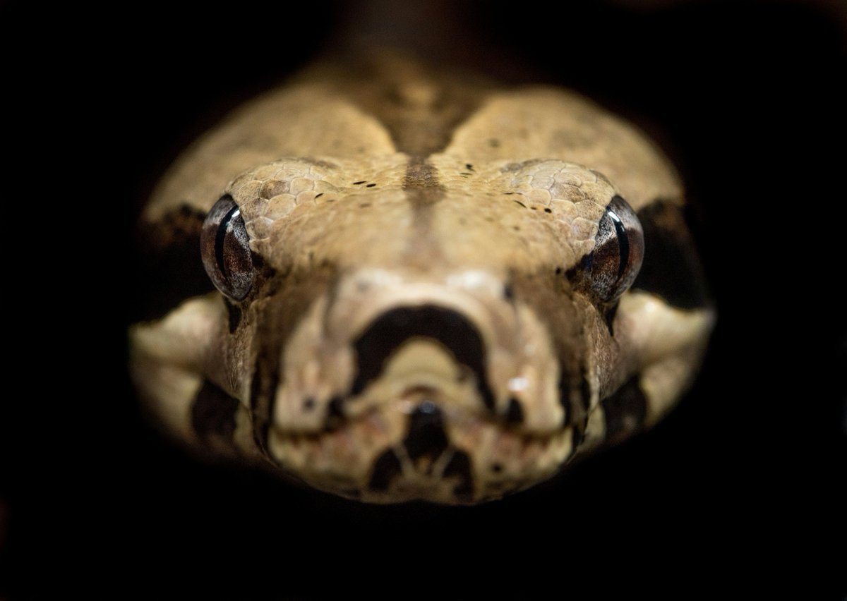 viewsbank's tweet photo. We have an animal for you to identify for todays £10 competition

Leave your answer and Viewsbank username in the comments/reply section and you could be our next winner

Good luck 🙂 
#competiitons, #surveys, #polls https://t.co/n6gMQDqaJE