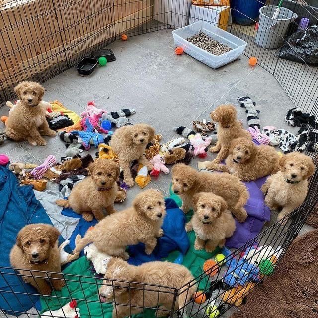 PuppiesSteve's tweet photo. Dm they are all available now and we are ready to deliver anywhere you are 

You can buy it for your babe or your kids they will love it https://t.co/353YKrIkZy