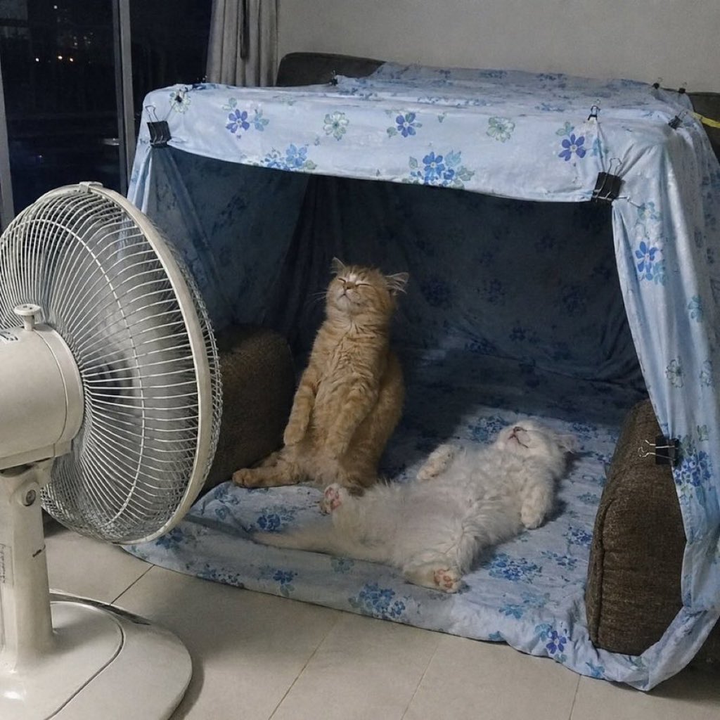 BetterWithCat's tweet photo. I LINE'd my mom back home asking, "How's the cat doing?" and when I saw the photo she sent.. https://t.co/WBULRPM8JO