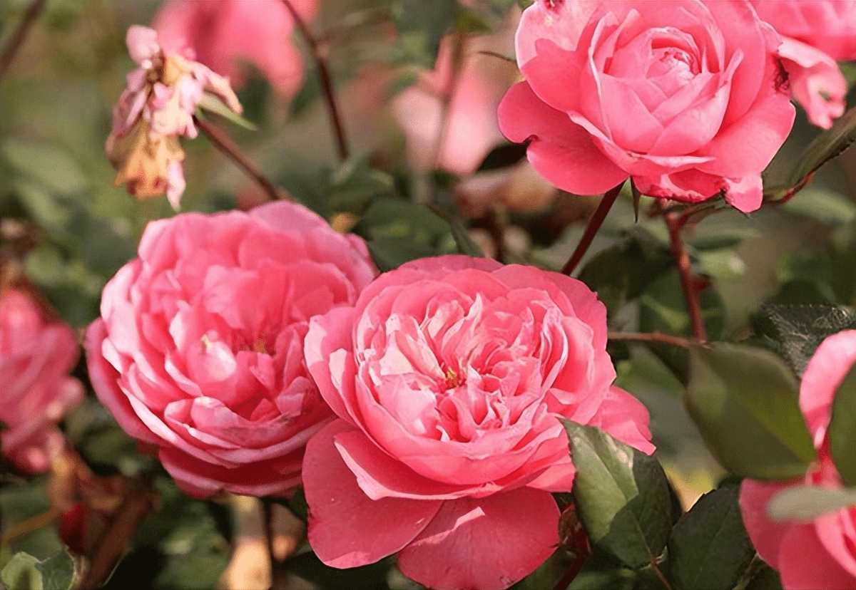 vqrv2A7TgeP4iJ2's tweet photo. Growing means not fighting the changes, but learning to dance in the rain that life brings—some storms pass, and you’ll find your next bloom. https://t.co/3gbMIZbOxJ