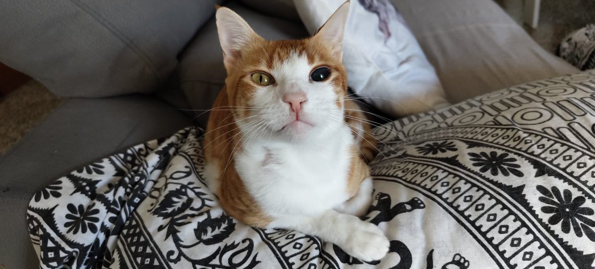 BigotisSos's tweet photo. Xiqui busca llar! 
Gatet de 3-4 anys, un autèntic lluitador 💛 Va patir un atropellament molt greu: mandíbula, fèmur i paladar trencats.
Ara està recuperat  (sols té un ullet cec) i fa vida completament normal.
Molt carinyós 🧡
📲 WhatsApp 614 076 600
#XarxaCatalunyaAdopcions https://t.co/GxMGh5uUcj
