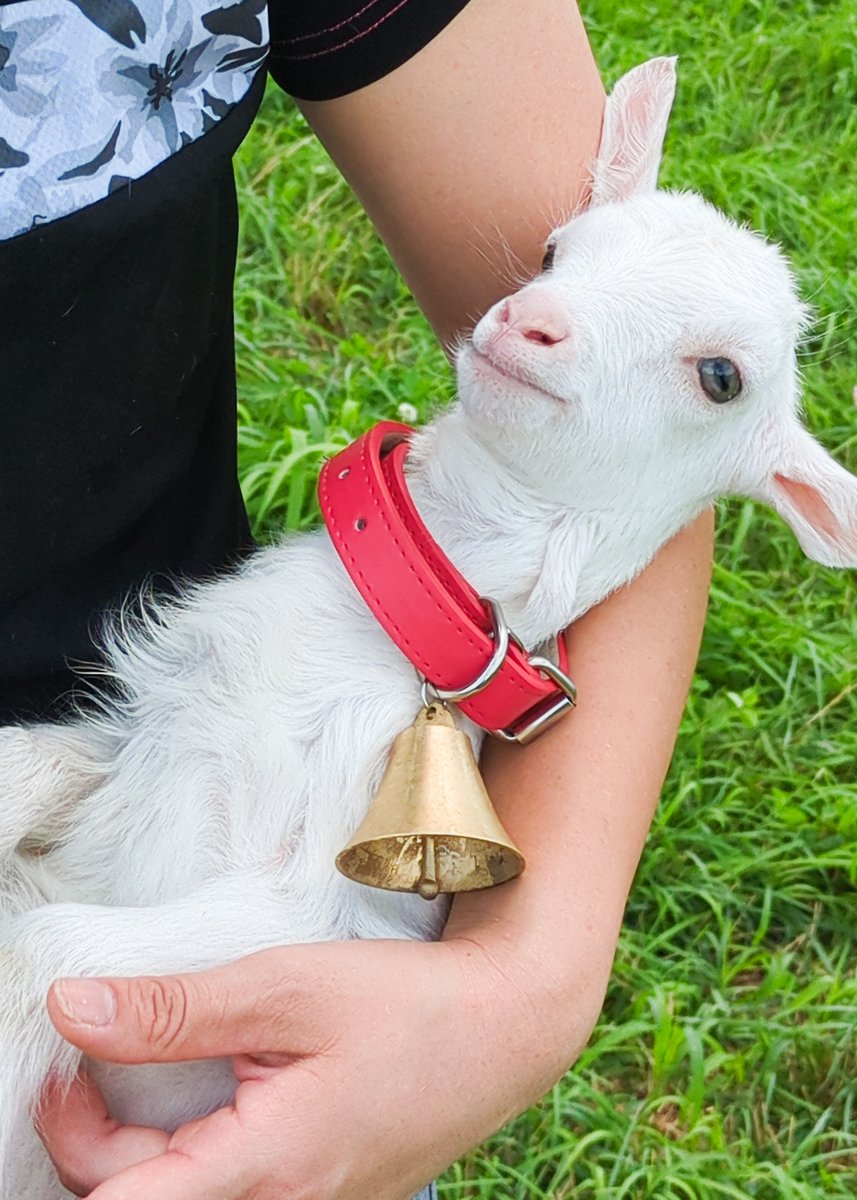 _petitechevre's tweet photo. だっこしてもらって満足顔の子やぎのユキちゃんが可愛すぎる🥰🐐🔔 https://t.co/RCQ2qjTep0