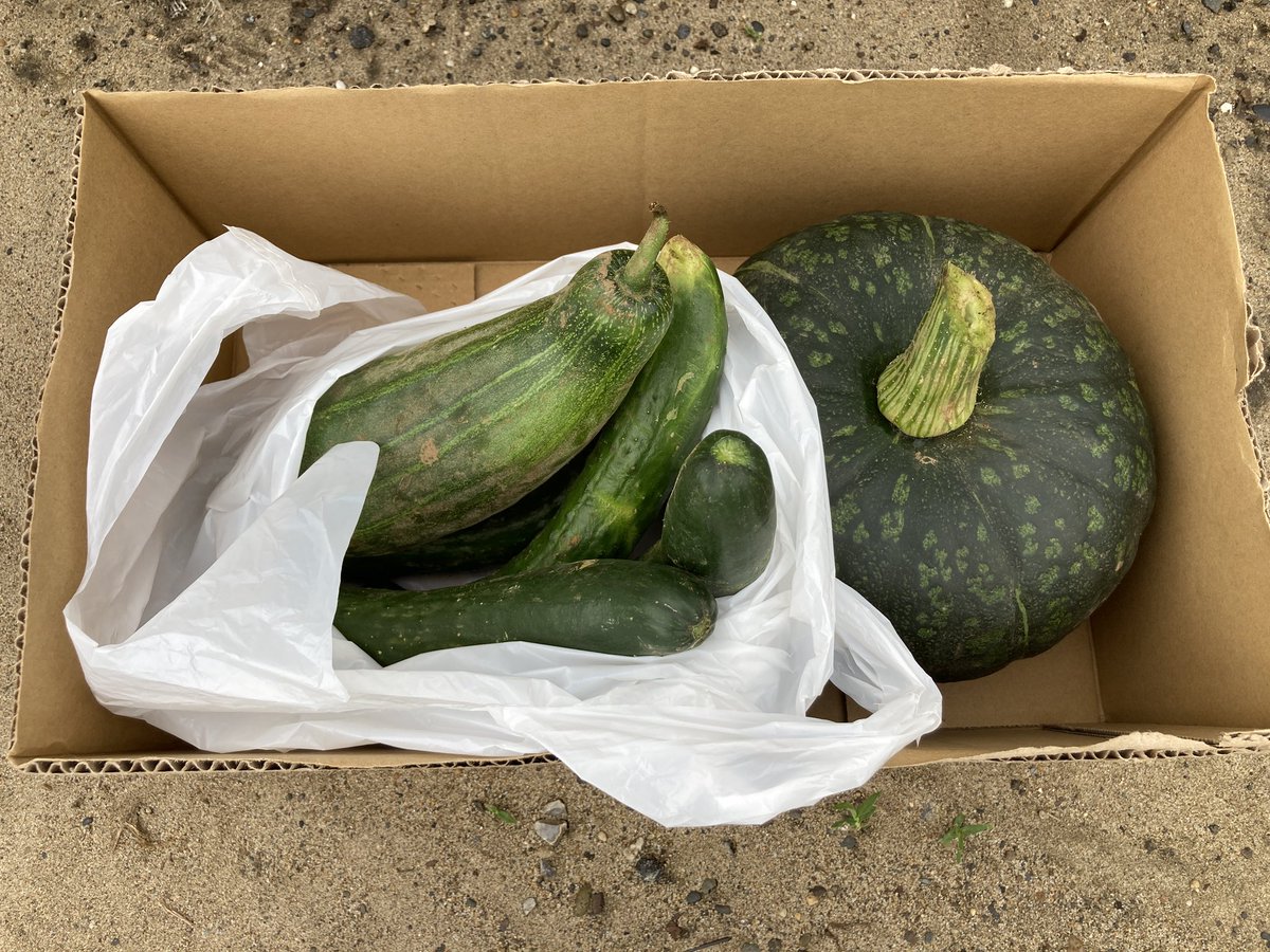 Nilgiri0912's tweet photo. 今日は胡瓜🥒と唐茄子🎃をいただいた。

いつもありがとうございます😊🙏

ご馳走様でした😋 https://t.co/5V718yQ6yo