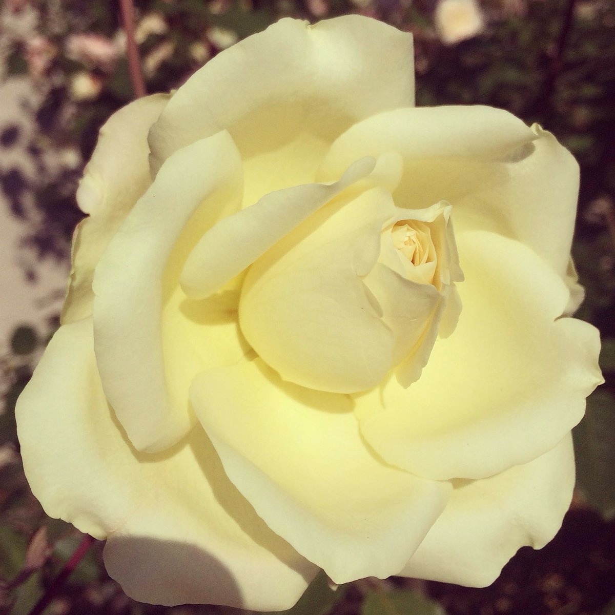 rafaelporcari's tweet photo. 🌺 Fim de #cooper!
Suado, cansado e feliz, alongando e curtindo a beleza da #natureza.
Hoje, com essas delicadas #plantas: #rosas.
🏁 🙆♂️
#corrida #treino #flor #flower #flowers #pétalas #pétala #jardim #jardinagem #flores #garden #flora #run #running #esporte #alongamento https://t.co/MI3glITX8w