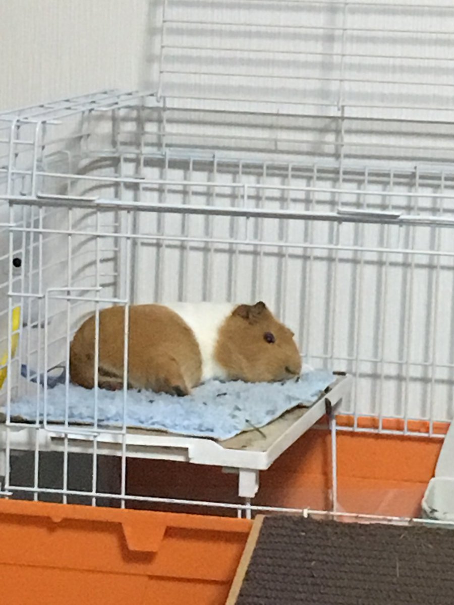 misaton0525's tweet photo. 眠るモルの可愛さよ https://t.co/IJZUZZcvwS