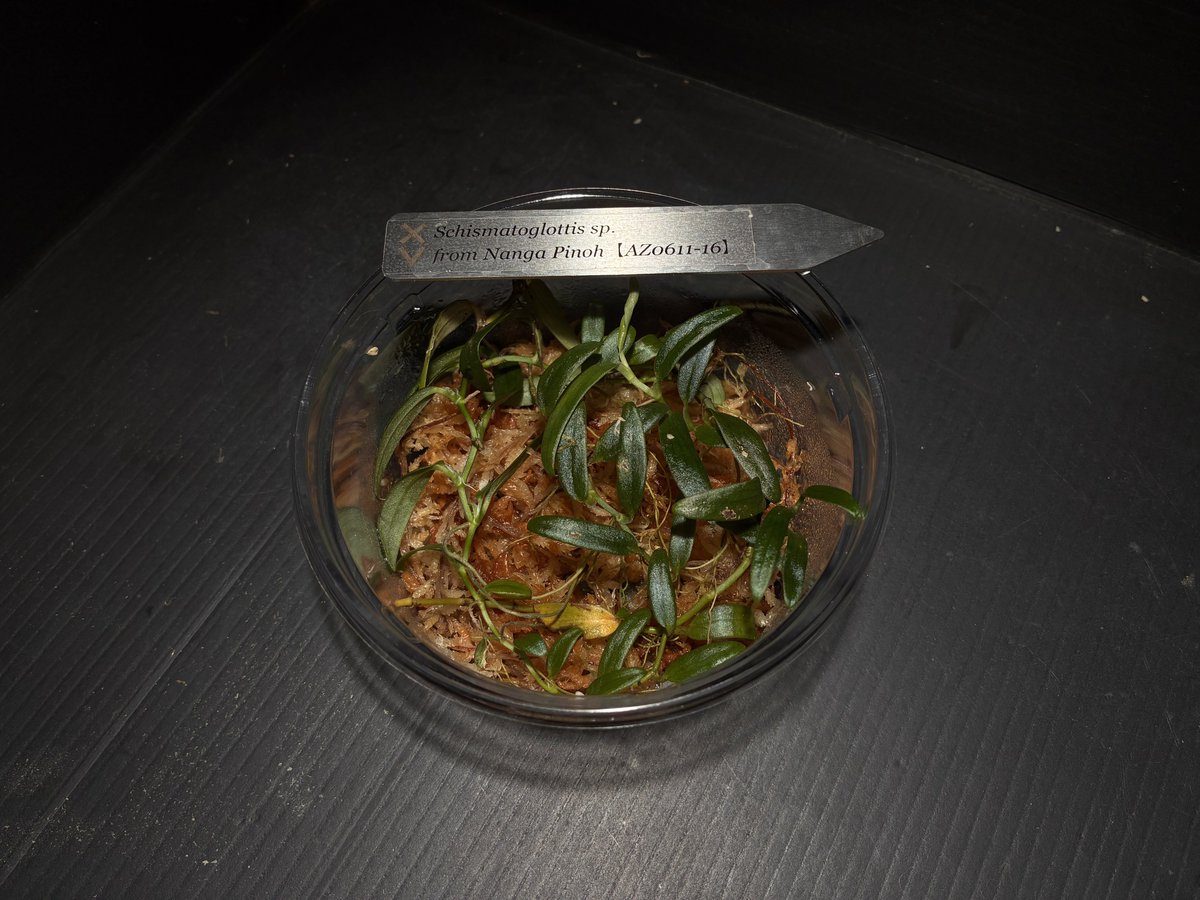 Schismatoglottis sp. from Nanga Pinoh【AZ0611-16】 最近話題のあの