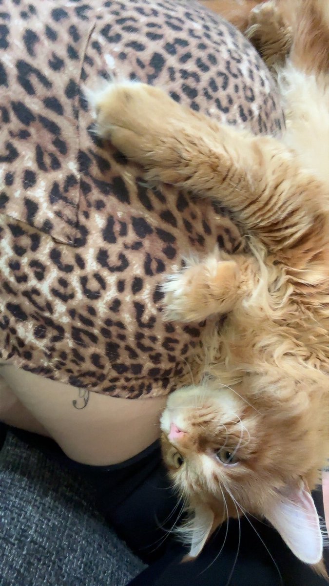 evilsillysally's tweet photo. my baby boy https://t.co/iv6qjm9l4J