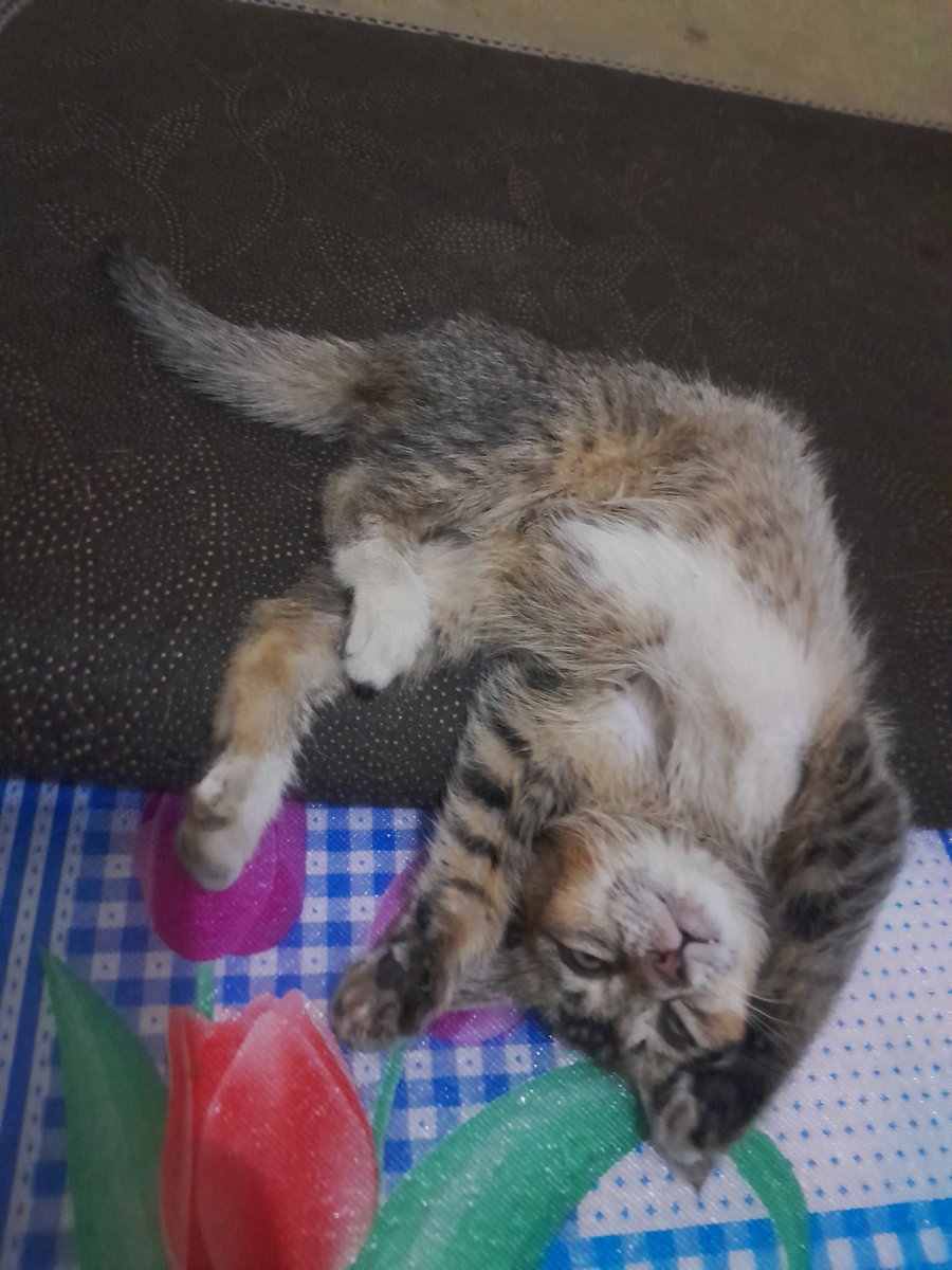 Febby22Febby's tweet photo. Kenapa tidurnya tuh begini. Apa engga pegel ya 😀

Ini kucing cuma ikut makan dan main, kalau malem balik kerumah nya yg asli 😭 https://t.co/z9P4xfap59