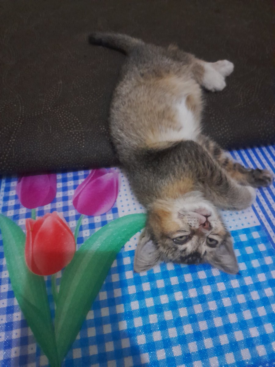 Febby22Febby's tweet photo. Kenapa tidurnya tuh begini. Apa engga pegel ya 😀

Ini kucing cuma ikut makan dan main, kalau malem balik kerumah nya yg asli 😭 https://t.co/z9P4xfap59
