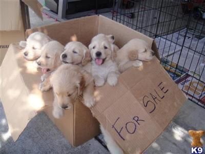 PuppiesSteve's tweet photo. Dm they are all available now and we are ready to deliver anywhere you are 

Surprise your family with pappies 

You can buy it for your babe or your kids they will love it https://t.co/hLKPZooSCn