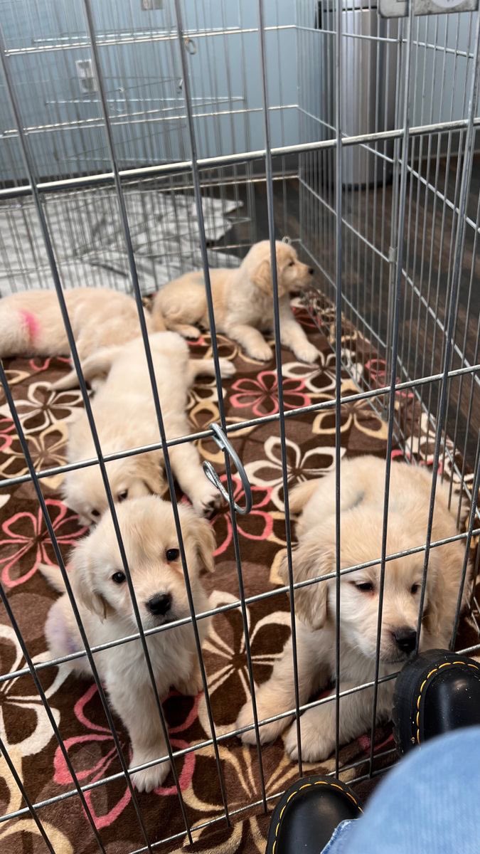 PuppiesSteve's tweet photo. Dm they are all available now and we are ready to deliver anywhere you are 

Surprise your family with pappies 

You can buy it for your babe or your kids they will love it https://t.co/aOKrnozOXk