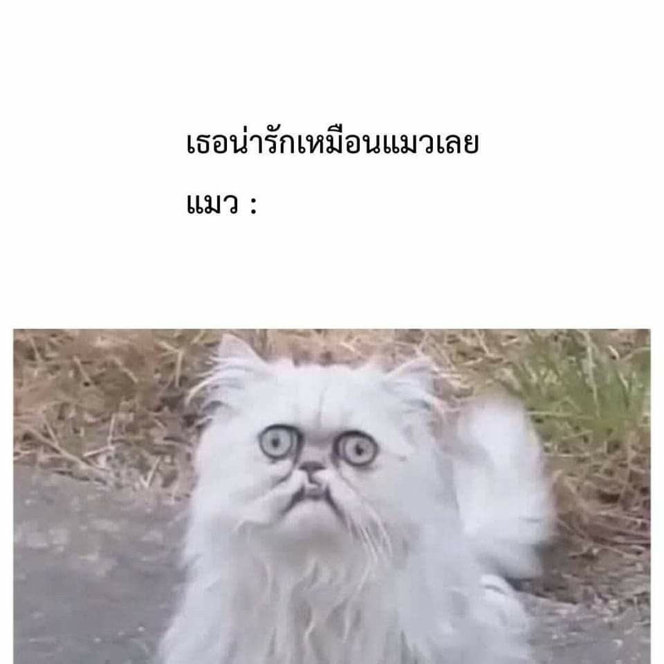 0303_twt's tweet photo. บุลลี่ว่ะ 555555555555555 https://t.co/kttUQokbXV