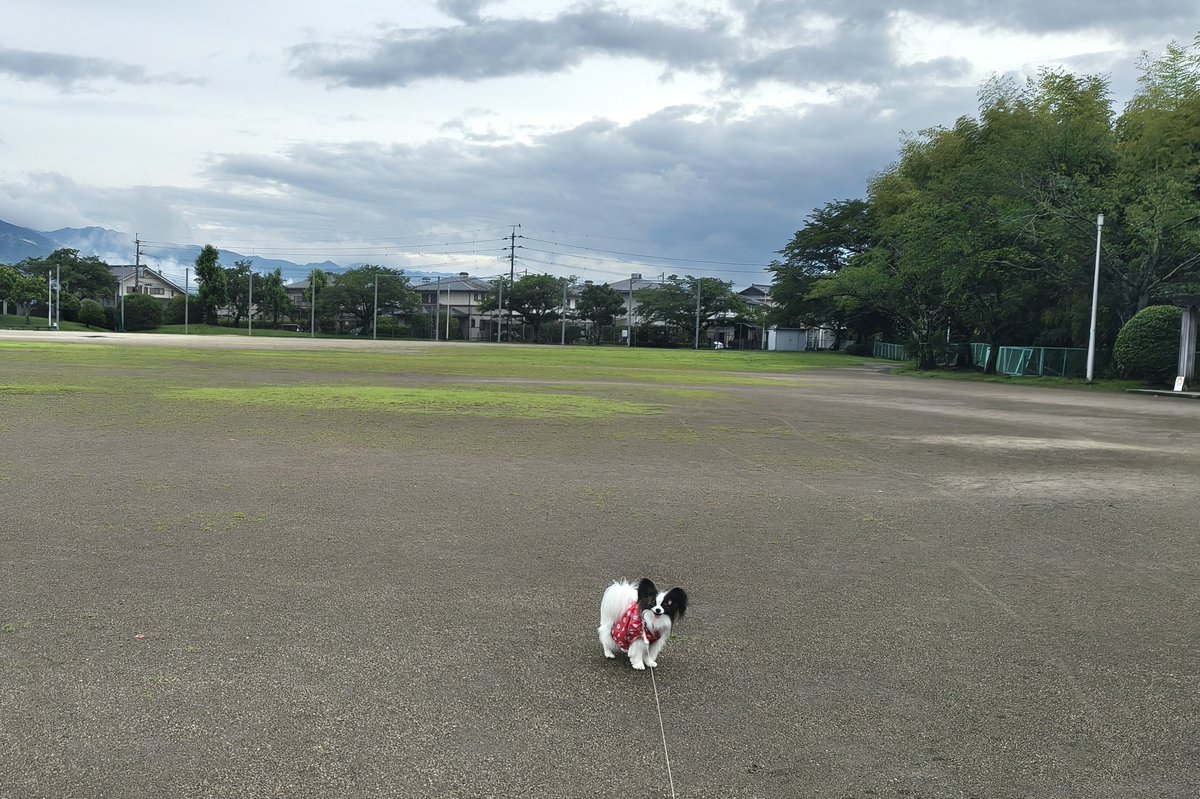 m2mama01's tweet photo. あたたかい雨の降る水曜日🎵
夕方には晴れるかな🎵

晴れませんでしたが、雨は上がって無事に歩けました😊
#水曜日の午後
#みんな知らないよね https://t.co/zGezYMVJQ3