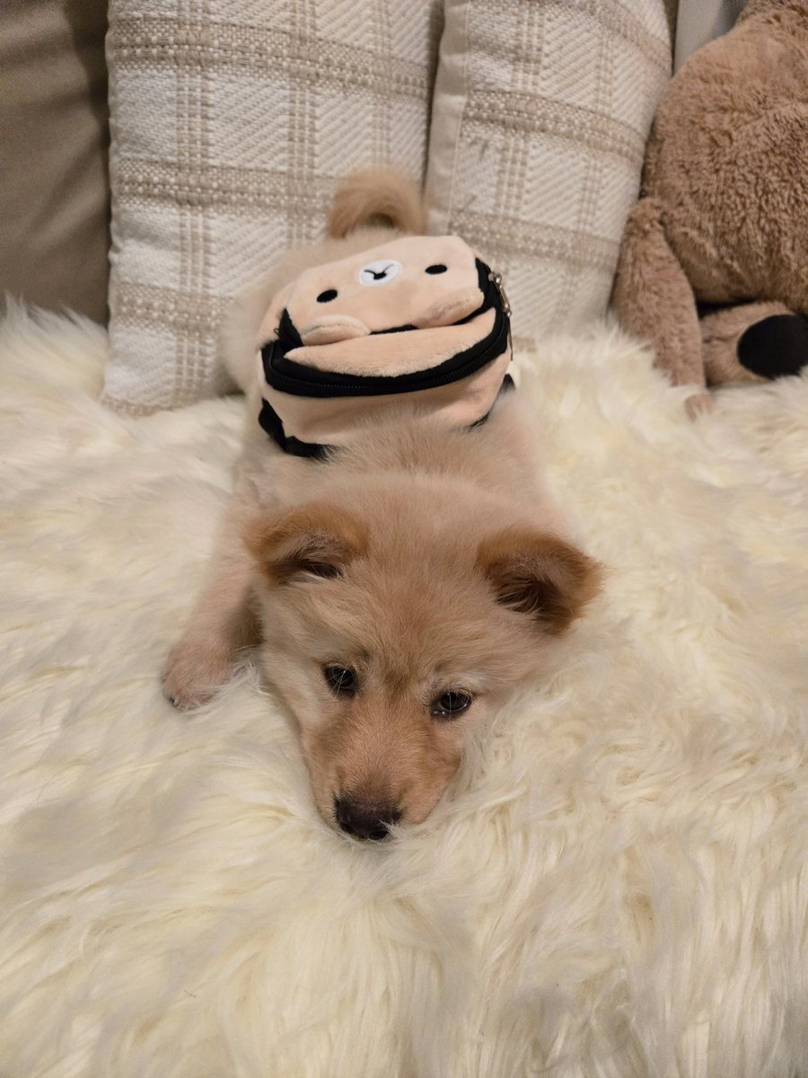 BiniAiahOFC's tweet photo. [07012026] bini_aiah Instagram Update 🐶

“My soul dog, my spirit animal, my forever baby, my honey boo 🤍

@.honeythechowspitz' 2nd birthday today woop woop! 🥰”

🔗 https://t.co/8c9tFr244r

#BINI @BINI_ph https://t.co/dTMzai1XEb