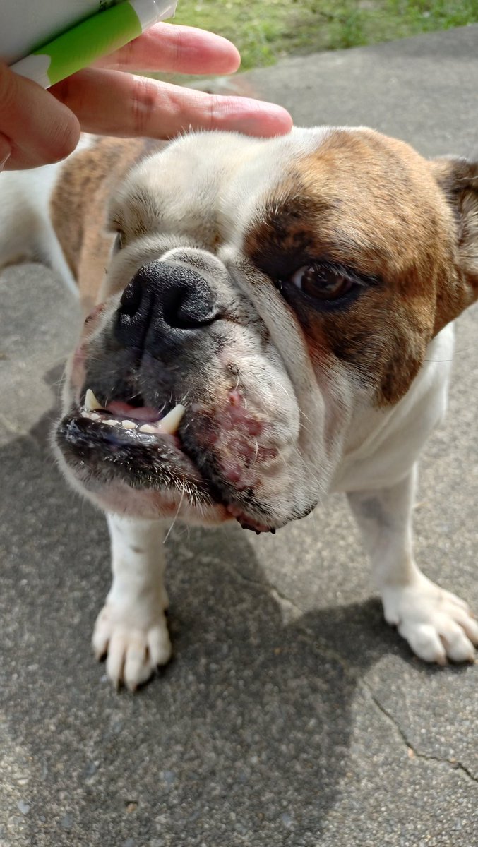 taro_AR's tweet photo. 本日の取材終了！こちらも毎年お目にかかるお方🐶 https://t.co/TD2PfYd4N6