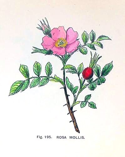 CienciaconArte's tweet photo. Emily Margaret Wood (1865-1907) fue botánica, ilustradora científica y ceramista.
Es conocida por sus más de 800 dibujos botánicos y por su trabajo en cerámica dentro del movimiento Arts and Crafts.
Te lo cuento 👇🏼 https://t.co/Xye84inWG8
