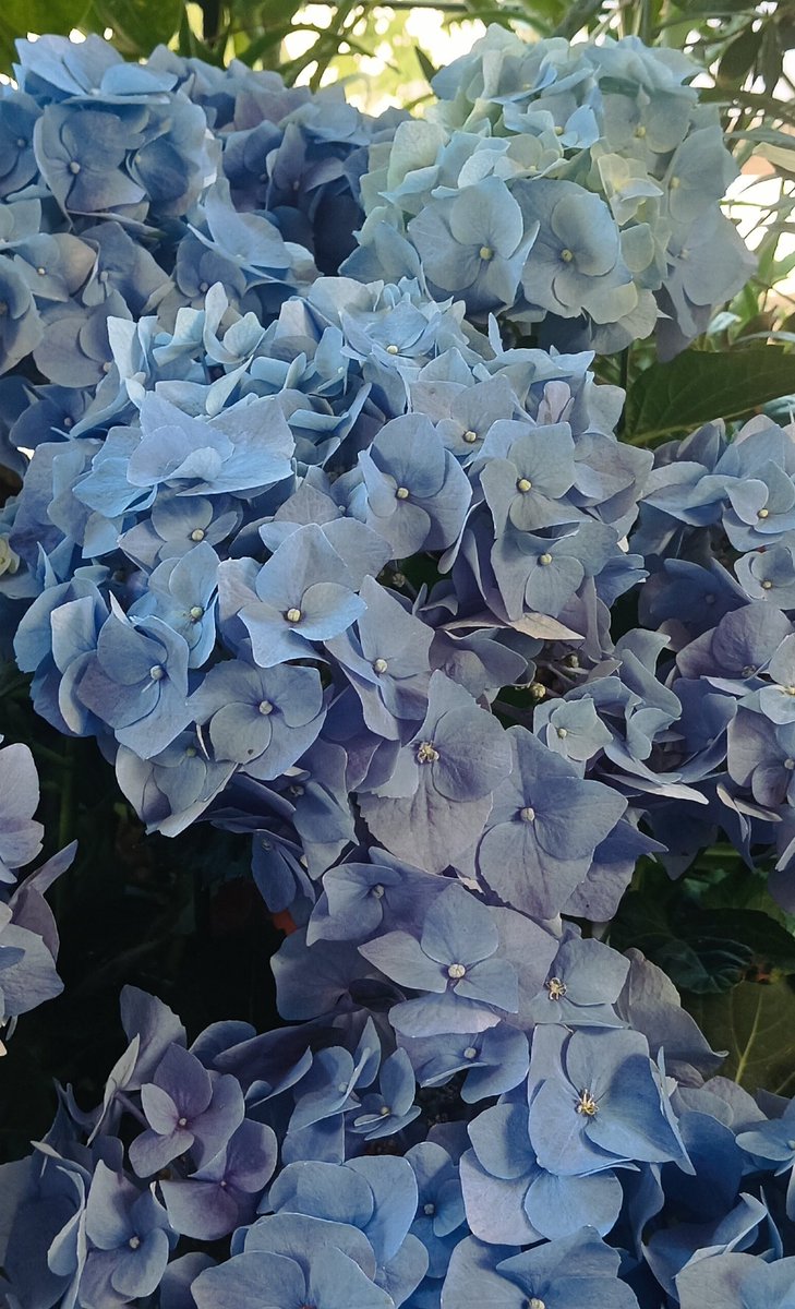 Demetra04475405's tweet photo. Με ένα μπλέ 
κάτι δανεικό 
από ουρανό 🩵💙
Καλό μήνα σε όλους 🌞
https://t.co/3x3nsEASLY https://t.co/UYe2Z8nWsY