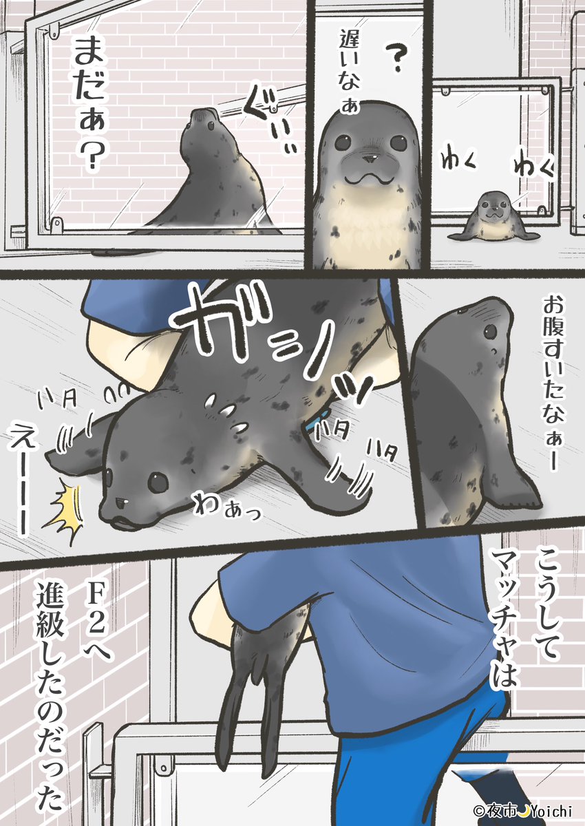 yoichi_yoi_yoi's tweet photo. F1→F2に進級したMatchaくんのエピソード🦭🍵☺️

#アザラシ幼稚園 #漫画 #seal https://t.co/6oc2FWoXR2