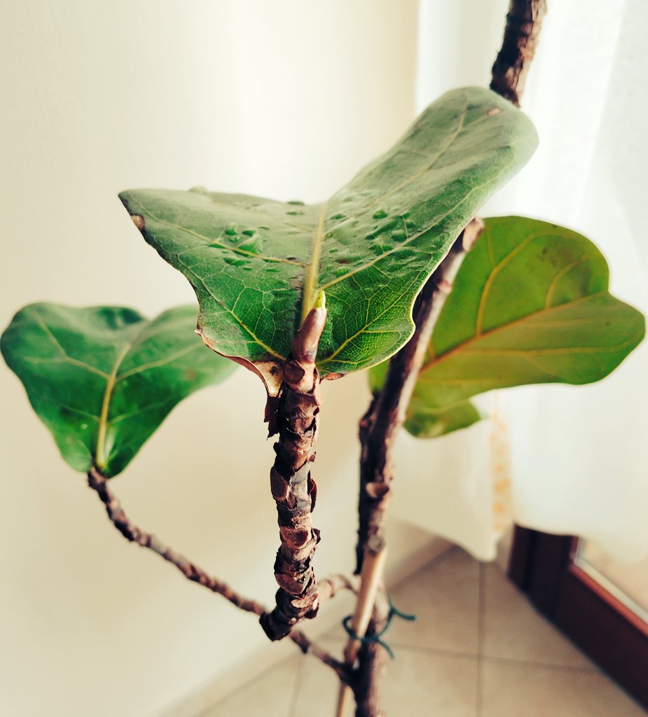 lallu89's tweet photo. Il nostro Ficus lyrata da un po' di tempo aveva iniziato a perdere le foglie. Ormai era diventato troppo alto e non aveva più le forze. Con dispiacere ha dovuto subire un taglio, ma qualche giorno dopo ci ha sorpresi con delle nuove foglie #Botany #plants #Nature #Ficuslyrata https://t.co/2lTuGTdjrW