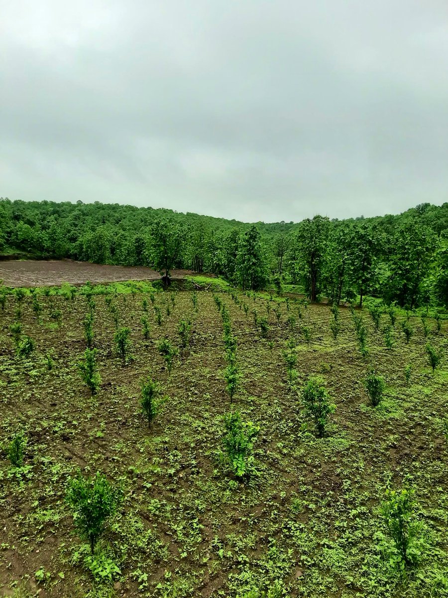 rasasocials's tweet photo. The true rasa of Maharashtra flows from its roots - in the green fields, rich soil, and the dedicated hands of our farmers.
For those wanting to experience this living essence up close, Rasa Roots and Retreat in Nagpur offers a beautiful land-led escape: seasonal farm-to-table Maharashtrian meals, slow retreats, and deep reconnection with the rhythms of the land.
A perfect way to celebrate the beauty of rural life. 🌾✨