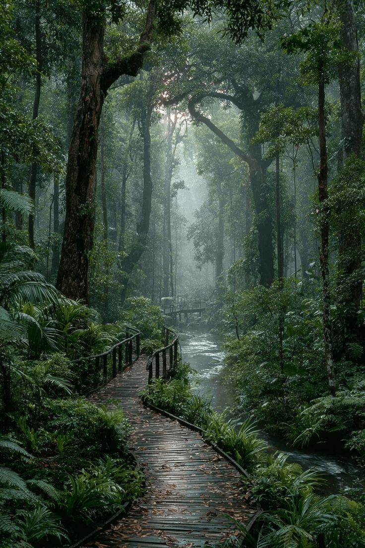 naturalbeautyi7's tweet photo. Forest https://t.co/LzrYoLaESf