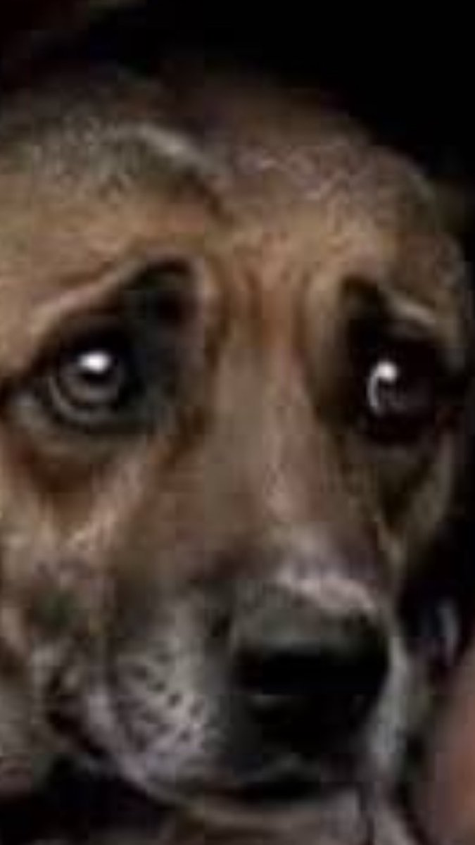 AlterCallHealed's tweet photo. I have conversations with PE❤️PLE without using words. 🐕 https://t.co/2G3lhYPQu4