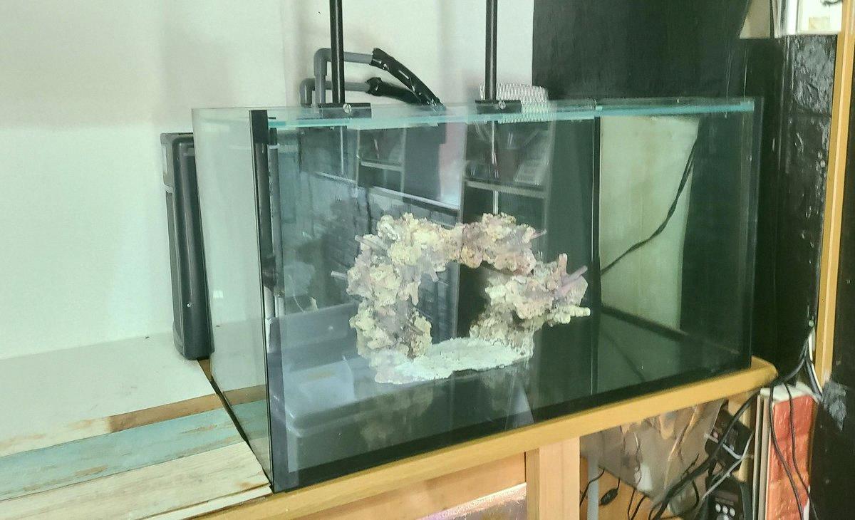 BenGallant3's tweet photo. I built my second SPS tank trying to copy a foreign MIX-REEF layout, but years later it grew out and turned into the usual SPS setup. Nitrate can be loose, but keep phosphate under 1. Pumps should be strong. Dobaku recommended. Watch out—maintenance kicks up detritus that can s https://t.co/7ETvLyS2z5