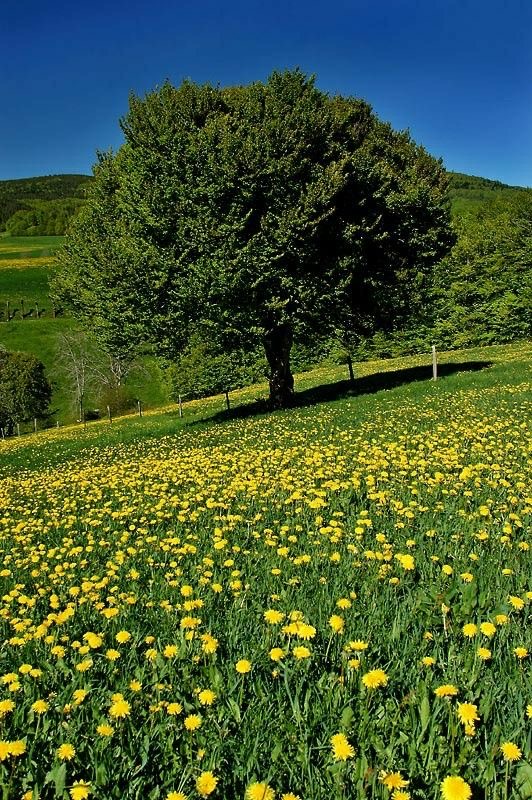 yoga_and_more's tweet photo. Ich wünsche euch allen von ganzem Herzen ❤ einen wunderschönen Mittwoch 🌞 🌞 🌞 mit hoffentlich viel Freude 😊 🙃 😊 🍀 🎼 🎵 🎶 💃 🕺 🎉 🎈 🌈 😺 🎉 💐 🐶 🎉 ☕ 📚 📖 🍽️ 🍷 🍵 🌈 😺 🌈 und viel Abkühlung 🏊‍♂️ 🏊‍♀️ 🏊 🍦 🍨 🍧 🍓 🍓 🍹 🍸 🍹 https://t.co/CUn1lvyGwg