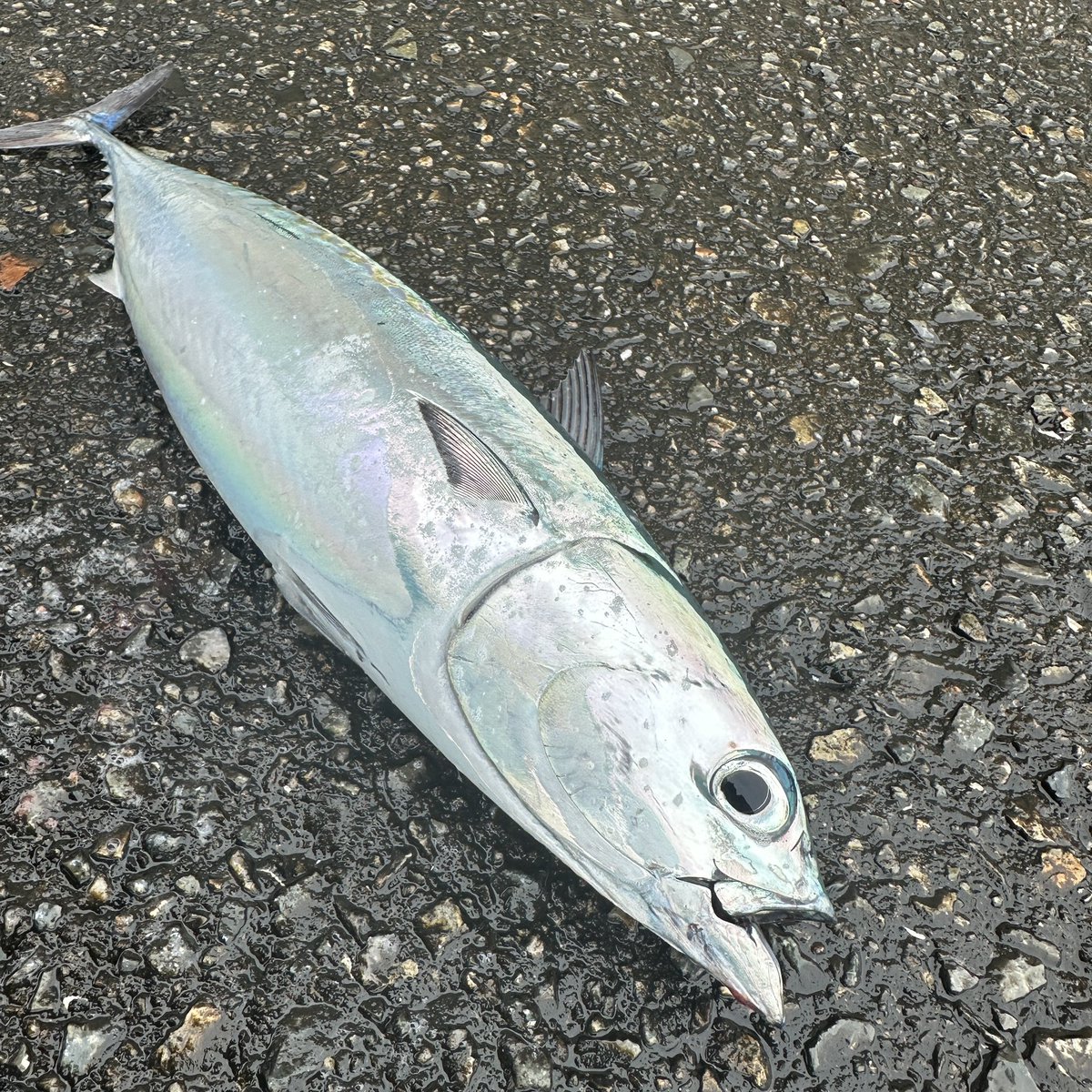 MA01100110's tweet photo. 今日の釣果

ソウダガツオ ×3
(メタルエフェクトブレード30g×2
撃投ジグレベル40g)

アカエソ

シイラは、チェイス1回のみ、ヒットせず

���日夕方、天気予報見て曇だった
港に着いたら人少なかった
なぜ？
天気予報見たら雨に変わってた
連チャンカッパで釣行となった

 #ショアジギ  #和歌山  #中紀 https://t.co/jRMBOf26qq