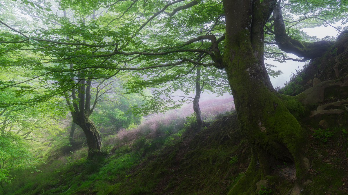 sergphotos's tweet photo. The beauty of the Basque country forests.

#photography #landscapephotography #forest https://t.co/tvJ5g67MLd