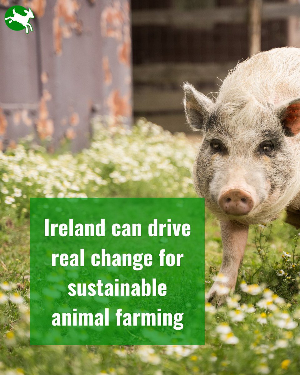 CIWF_EU's tweet photo. The @Ireland2026eu kicks off today

With ongoing discussion on #CAP, animal transport &amp; expected #EndtheCageAge proposals, the next 6 months could change the lives of millions of farmed animals across Europe.

The only sustainable, resilient way to farm animals is out of cages. https://t.co/w0HjVneI8B