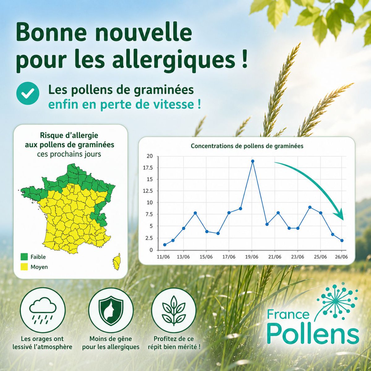 FrancePollens's tweet photo. Les pollens de graminées perdent enfin un peu de terrain avec le retour des températures plus supportables et devraient gêner de moins en moins les personnes allergiques en ce mois de juillet sachant que le pic principal est passé. 🌾⬇️

🌧️ Les orages du week-end ont lessivé l’atmosphère avec des pluies qui ont plaqué les pollens au sol, offrant un vrai bol d’air aux allergiques !

📉 Le risque d’allergie aux pollens de graminées redescend à un niveau moyen sur une grande partie de la France, et il est même faible du Nord-Ouest au Nord-Est.
Mais il suffit de quelques grains de pollens pour que les symptômes apparaissent et actuellement c’est ce qu’on a sur les capteurs donc les personnes allergiques doivent rester prudentes! 

D’autres pollens sont également présents, mais sont moins allergisants avec un risque qui ne dépassera pas le niveau faible pour les pollens de plantain, d’oseille, de tilleul, de châtaignier ainsi que pour les derniers pollens d’olivier.

⚠️ Mais la saison est loin d’être terminée…
🌿 L’armoise va bientôt entrer en floraison. Son pollen est très allergisant.

Et sa cousine, l’ambroisie aussi trés allergisante, prépare une floraison attendue dès fin juillet, avec un peu d’avance cette année sous l’effet des fortes chaleurs qui viennent doper sa croissance et son développement.

#Pollens #Graminées #Ambroisie #Allergies #Prévention