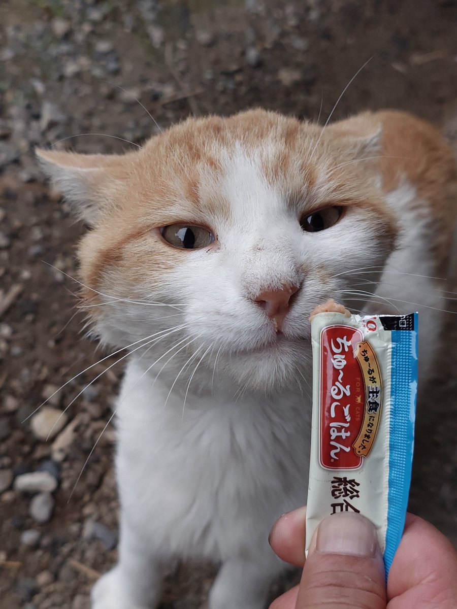 sky_pulsar's tweet photo. 待っていたニャ〜🐈️ https://t.co/sCcV72qhoM