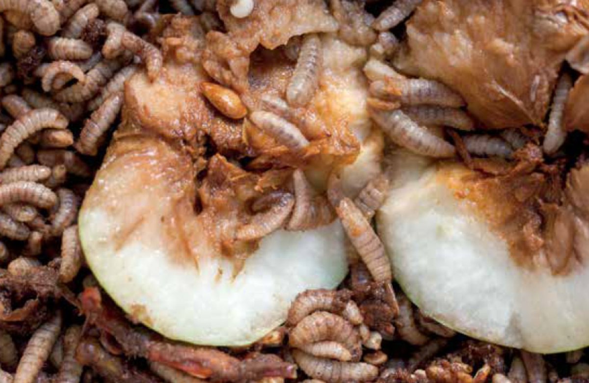 sa_fruitjournal's tweet photo. Why would an industry invest in a tailored diet to keep millions of insects happy and healthy? Read on page 60 about why these little creatures are worth every cent: https://t.co/PJ3pW3mJSo
📷 @Hortgro 
#fruitindustry #pestmanegement https://t.co/Lzo9ovOmSO