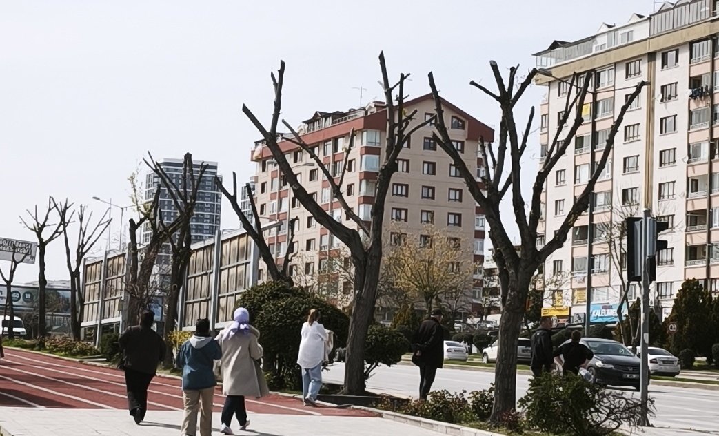 VBabadan's tweet photo. @kriptoemre Az bile yazmışsın, şu ağaç budama şekline bak. Binlerce kuşa ev sahibiydi, Serçeler bile Ankara yı terk etti. https://t.co/xTynxEj4Uz