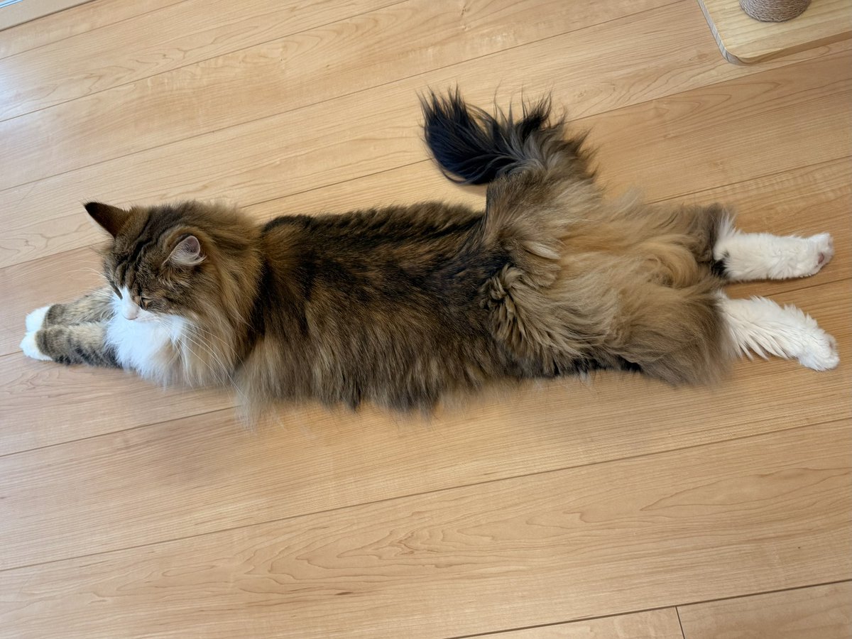 kyappachan's tweet photo. ฅ(๑⃙⃘•ө•๑⃙⃘)ฅきゃっぱちゃん、長いーじゃんでっしゅ🩵

#rien_cats https://t.co/7pOIWuz6Fp