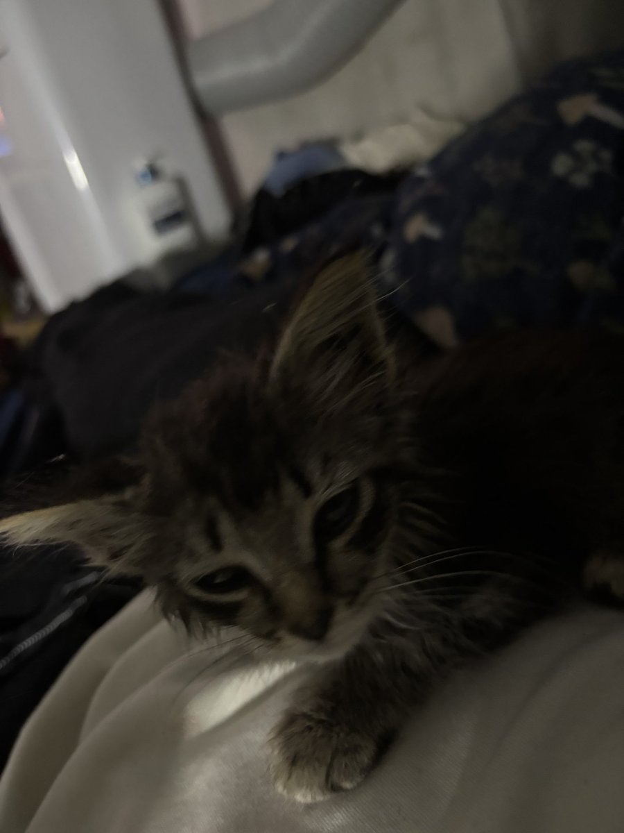 Sox0ff's tweet photo. My new cat named bug appeared into my life, she’s awesome https://t.co/u5yJn2LCYh
