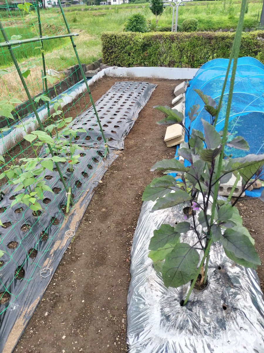 2015_maichi's tweet photo. 収穫したジャガイモの畝、今のところまだ植える予定がないので牛糞だけを入れて耕し、枝豆の種まき予定の畝を作りました🫛 https://t.co/OFEXSvGglC