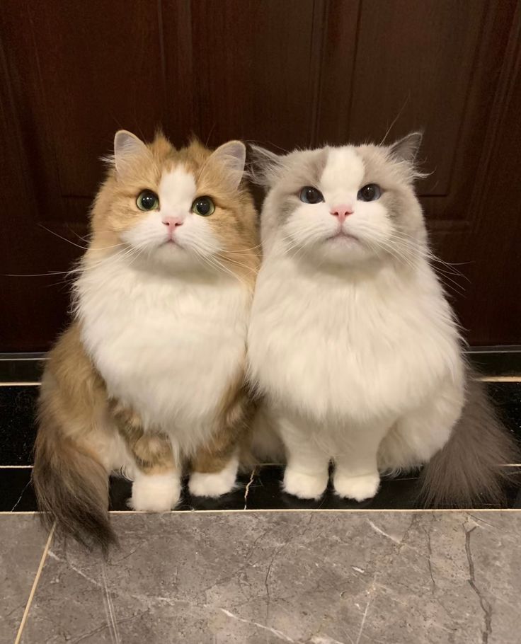 nyong304's tweet photo. 냥냥..🐈🐈‍⬛ https://t.co/InyNEseImo