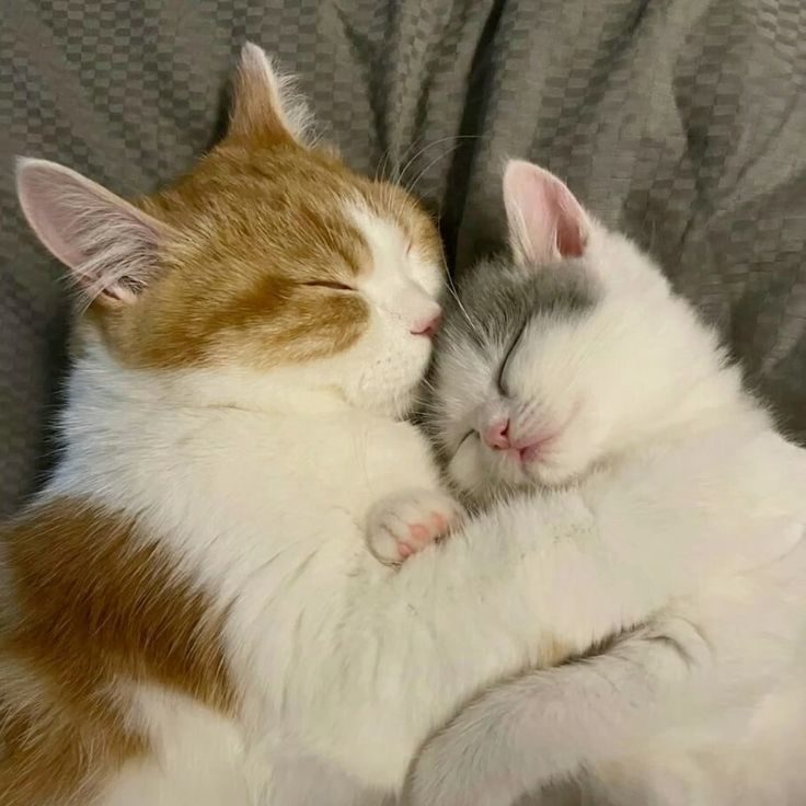 nyong304's tweet photo. 냥냥..🐈🐈‍⬛ https://t.co/InyNEseImo