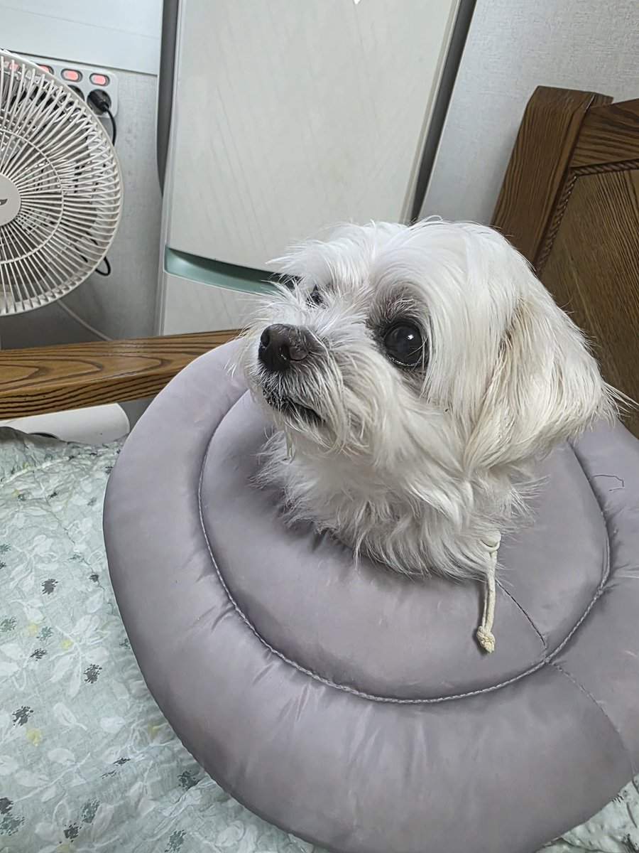 RH_Gemini's tweet photo. 검은콩 3개 https://t.co/cLNJzuJdOP