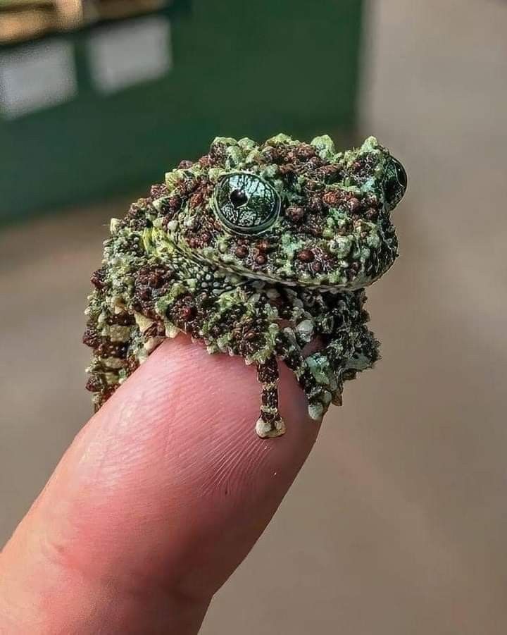TheFrogPond_'s tweet photo. https://t.co/SyTPZP234f