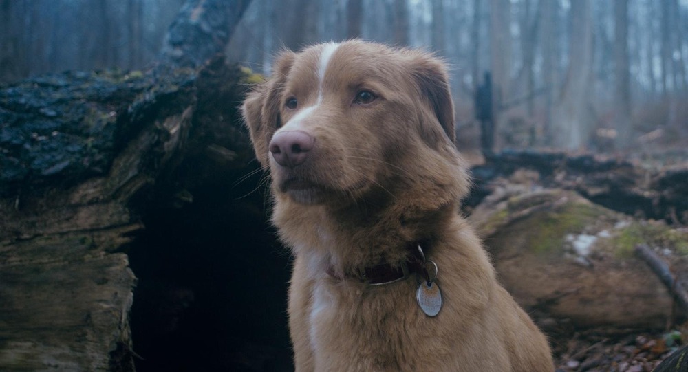 fashionpressnet's tweet photo. 【本編映像解禁】全編“犬視点”のホラー映画『GOOD BOY／グッド・ボーイ』7/10(金)公開へ

霊に憑りつかれた飼い主を守る犬の物語 - https://t.co/u45oAlAPbJ https://t.co/Bx0HFABmRx