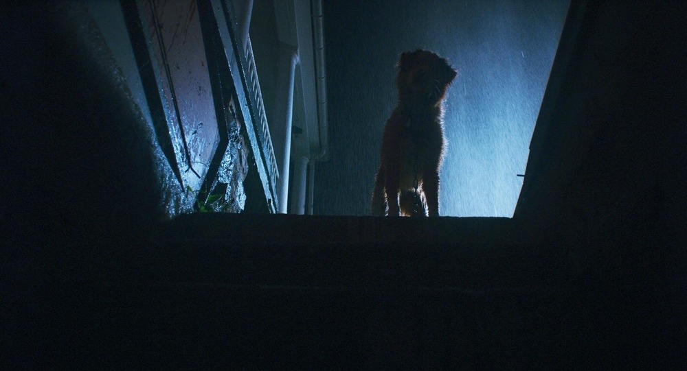 fashionpressnet's tweet photo. 【本編映像解禁】全編“犬視点”のホラー映画『GOOD BOY／グッド・ボーイ』7/10(金)公開へ

霊に憑りつかれた飼い主を守る犬の物語 - https://t.co/u45oAlAPbJ https://t.co/Bx0HFABmRx