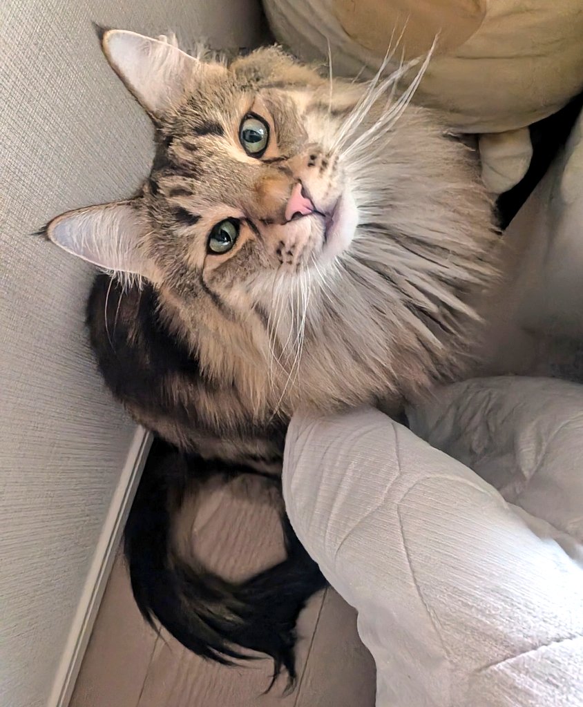 solvandgull's tweet photo. あまえんぼなでなでしてキャットちゃんです🐱 https://t.co/Ux9eNaUWPc