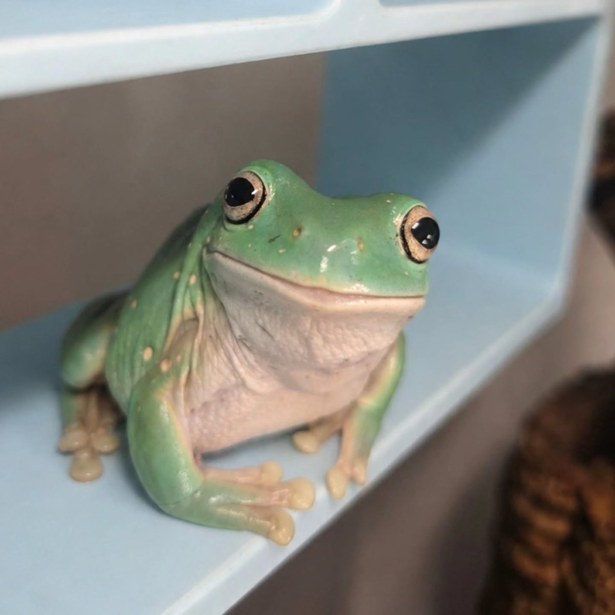 TheFrogPond_'s tweet photo. https://t.co/TzWsjkRSUQ
