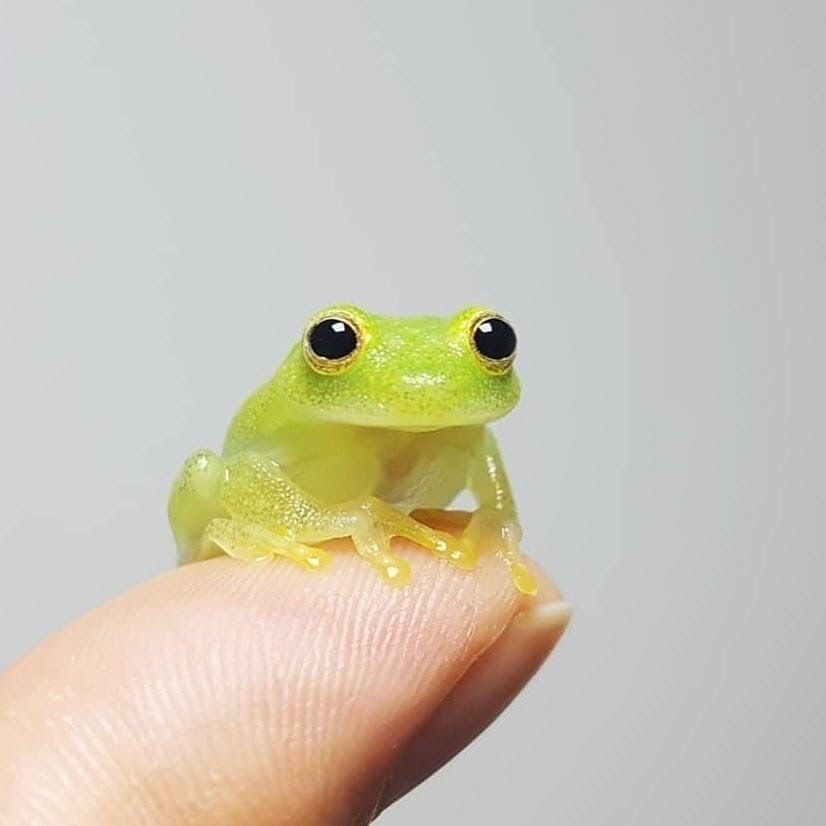 TheFrogPond_'s tweet photo. https://t.co/Mwua2FH978